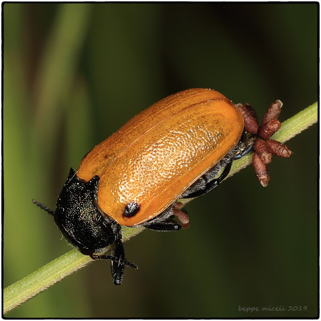 Labidostomis sp. mentre depone le uova: forse L. humeralis.