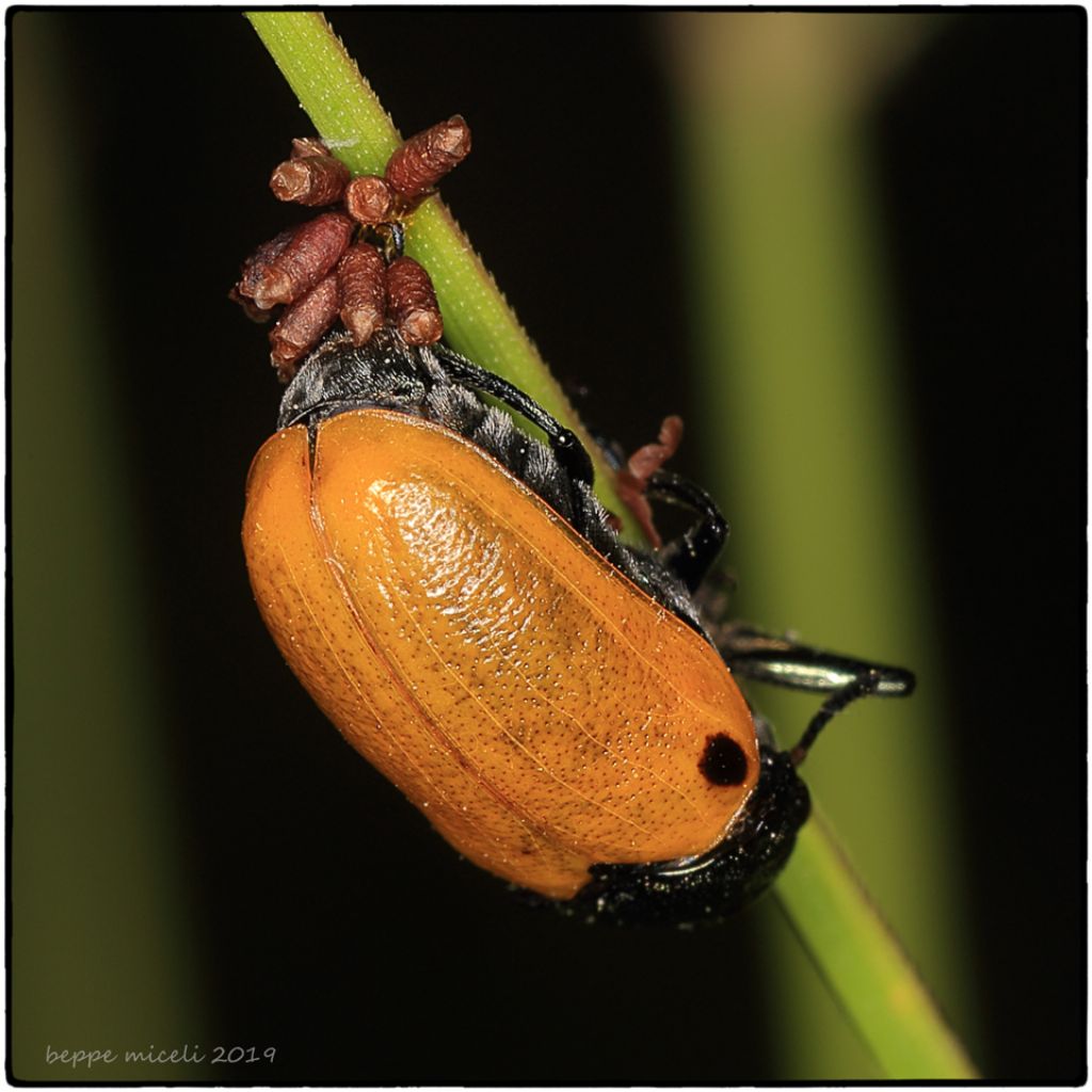 Labidostomis sp. mentre depone le uova: forse L. humeralis.