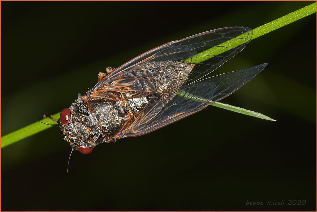 Tettigettalna argentata ?