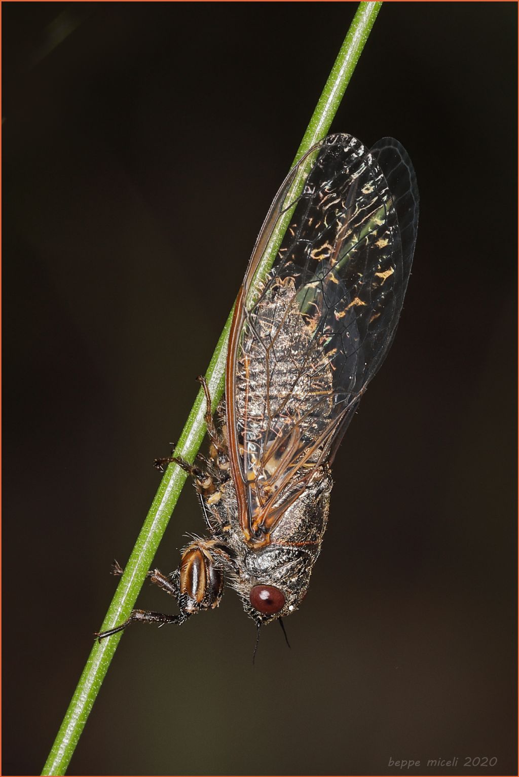 Tettigettalna argentata ?