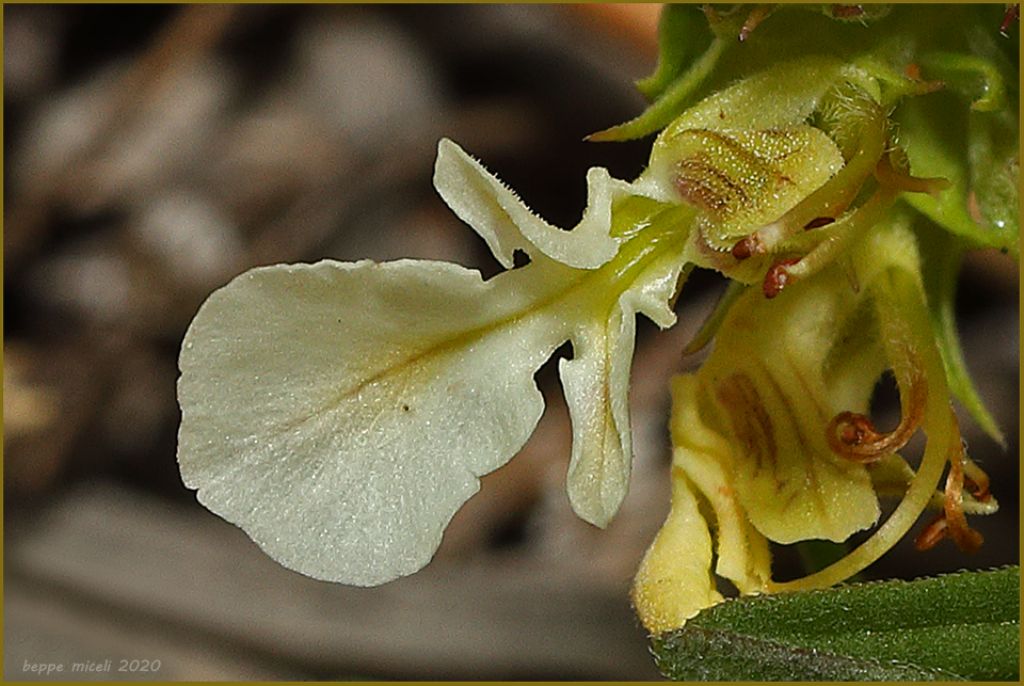 Teucrium montanum