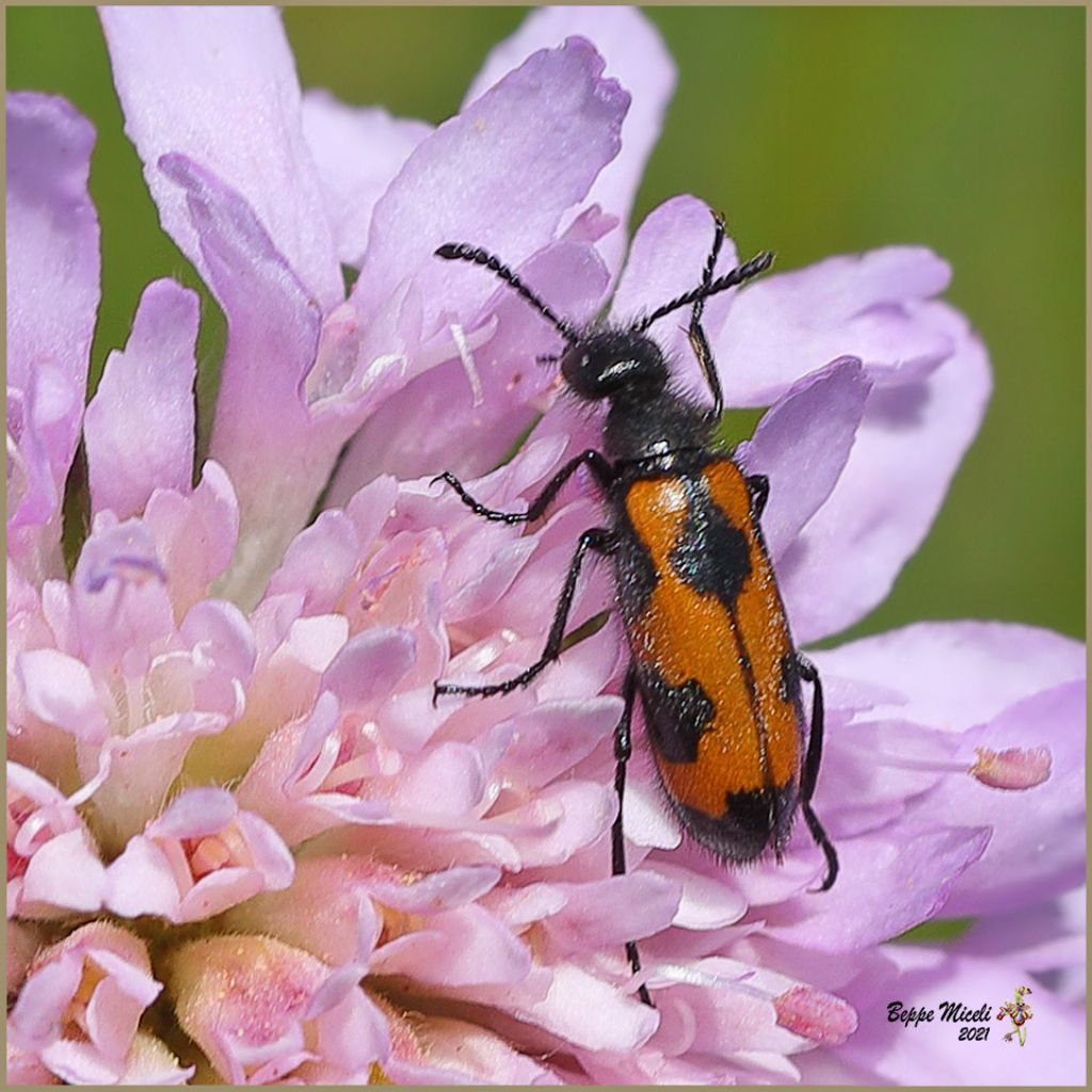 Meloidae: Lydus trimaculatus o Mylabris flexuosa? No, Mylabris pusilla latialis