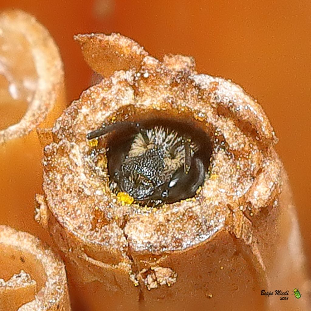 Panurgus ? No: Lasioglossum sp.(cfr.) e Apidae Megachilinae sp. (cfr.)