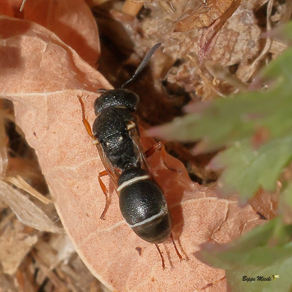 Un Crabronidae? No, Vespidae Eumeninae:  Leptochilus (Lionotulus) sp.