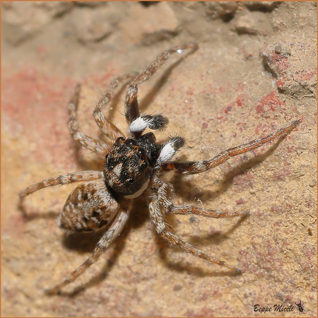 Salticidae: Menemerus semilimbatus ??