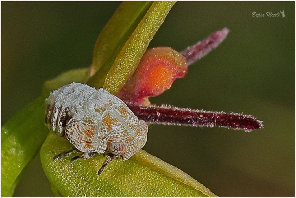 Hemiptera Fulgoromorpha Famiglia: Issidae ??