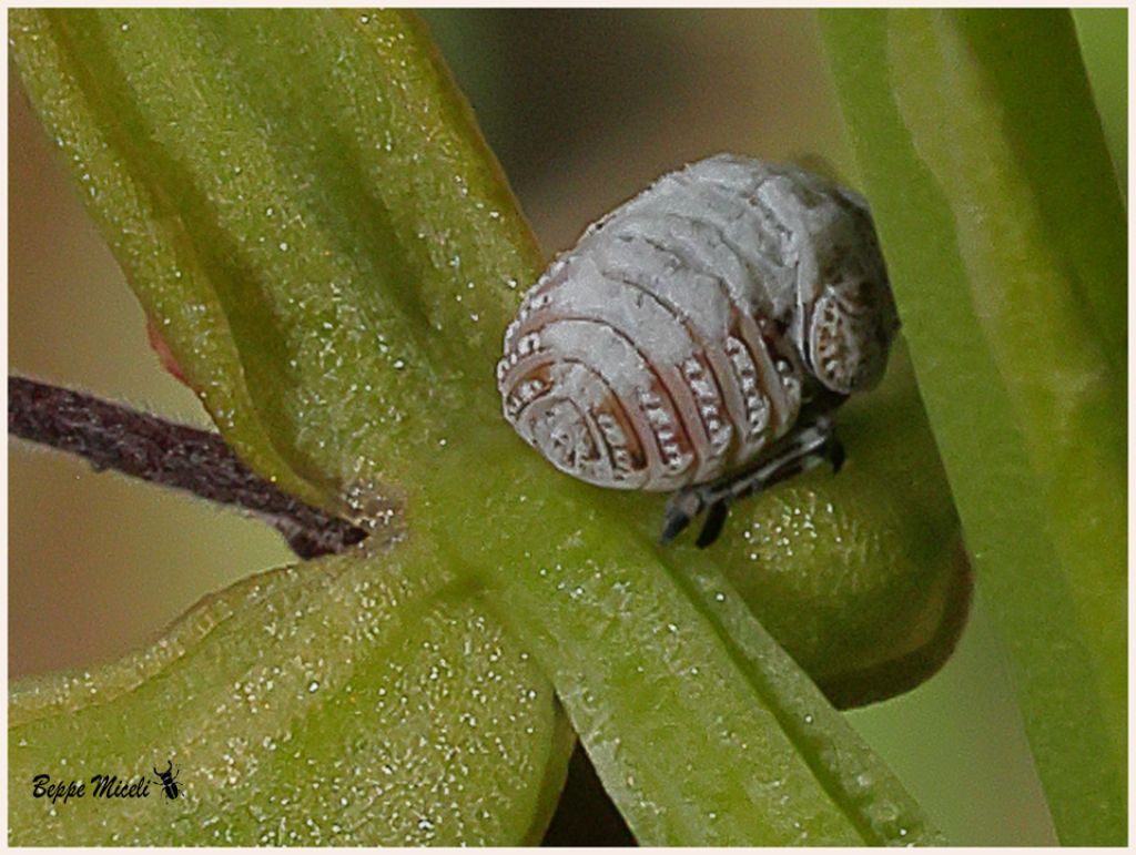 Hemiptera Fulgoromorpha Famiglia: Issidae ??
