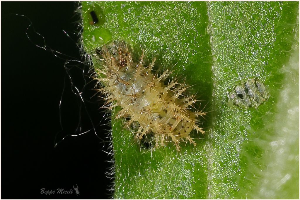 spinosissima larva di 4mm forse coccinellidae
