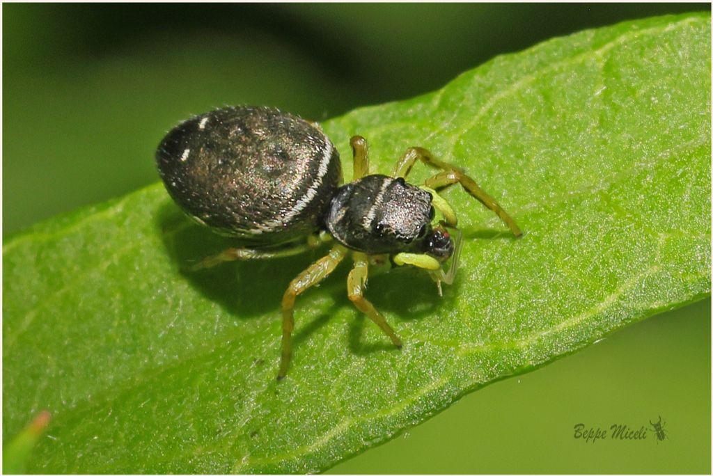 Heliophanus flavipes ? (non sarebbe nella galleria)