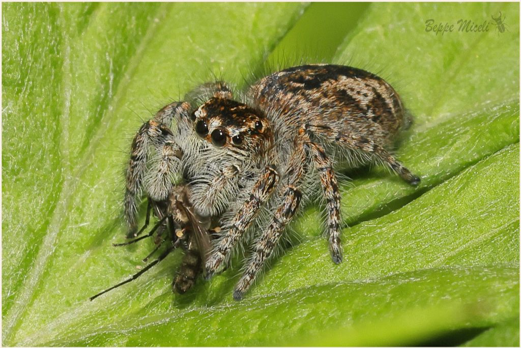 Philaeus chrysops ?