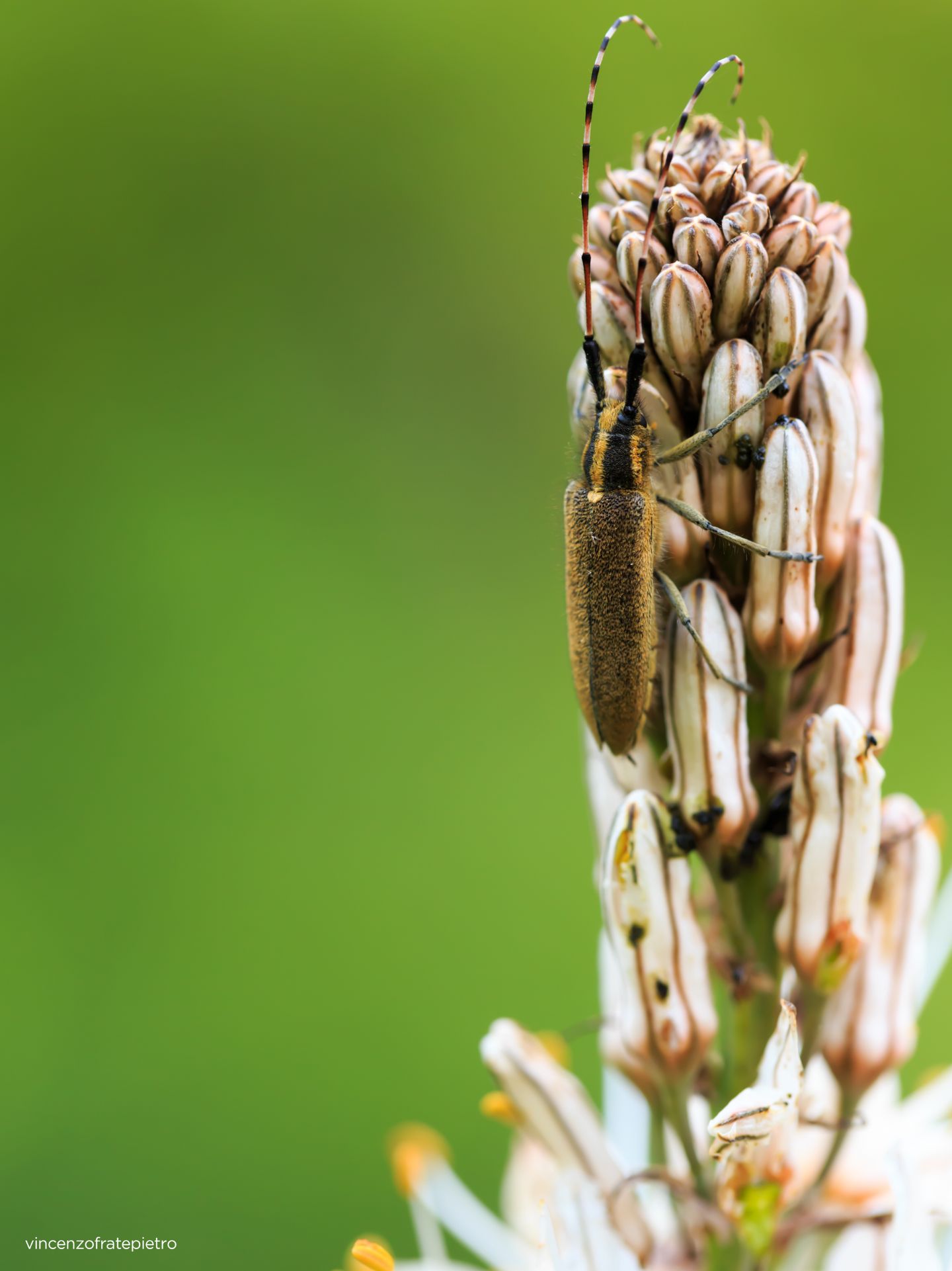 Agapanthia asphodeli  (Cerambycidae)
