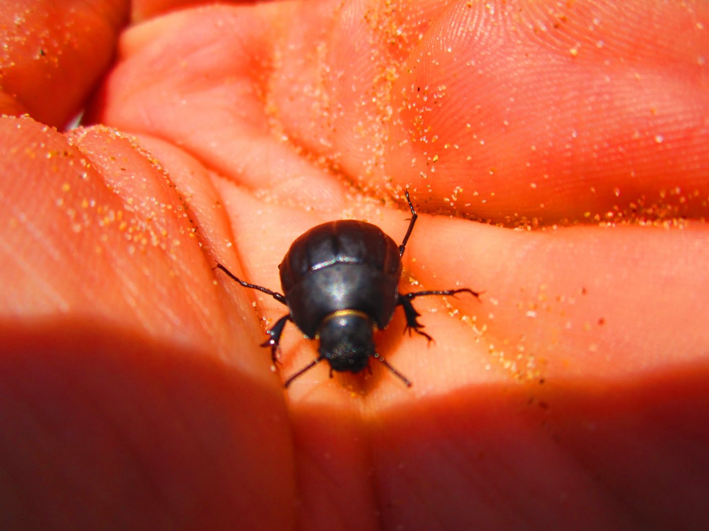 Erodius siculus, Tenebrionidae