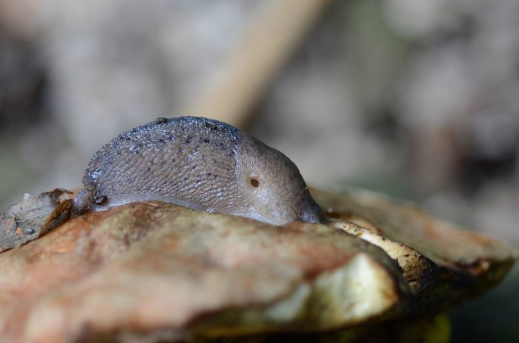 Limax da Sicilia (SR)