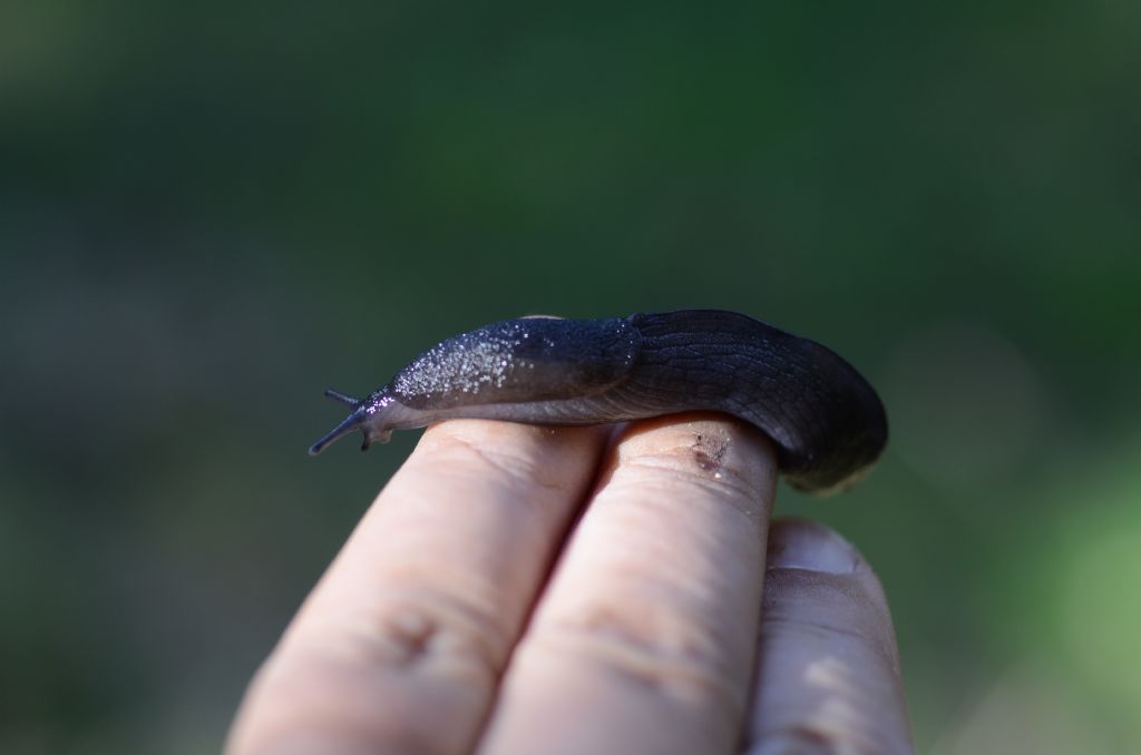 Milax cf. nigricans