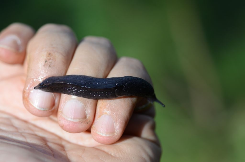 Milax cf. nigricans