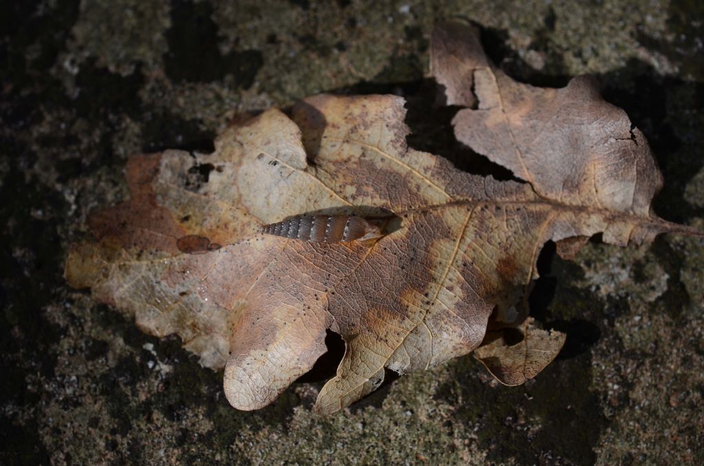 Leucostigma candidescens ??