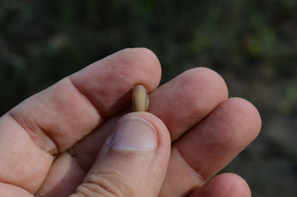 Cernuella virgata??