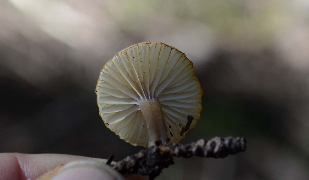 da determinare..anche il genere..