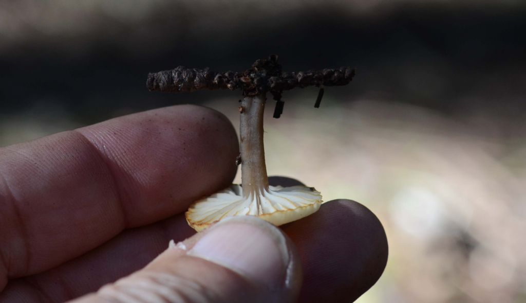 da determinare..anche il genere..