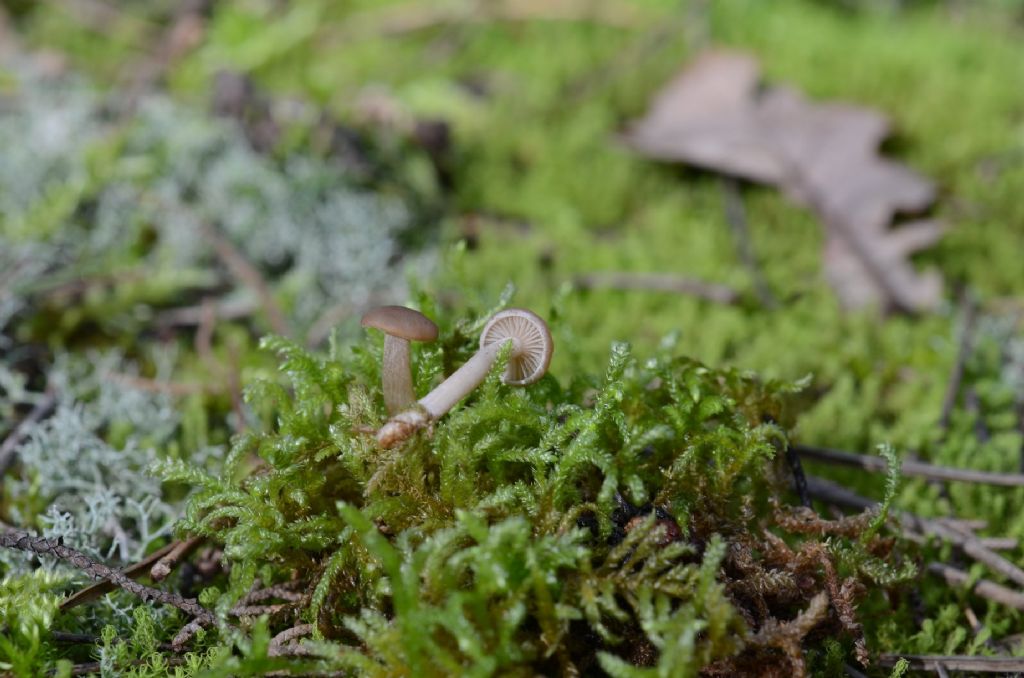 da determinare..anche il genere..2