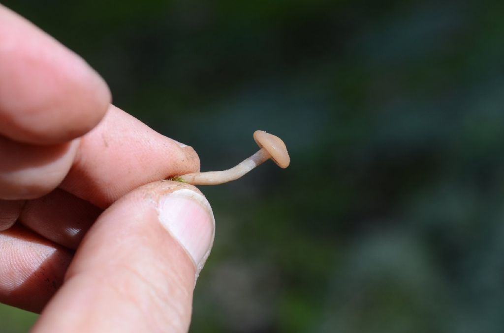 da determinare..anche il genere..2