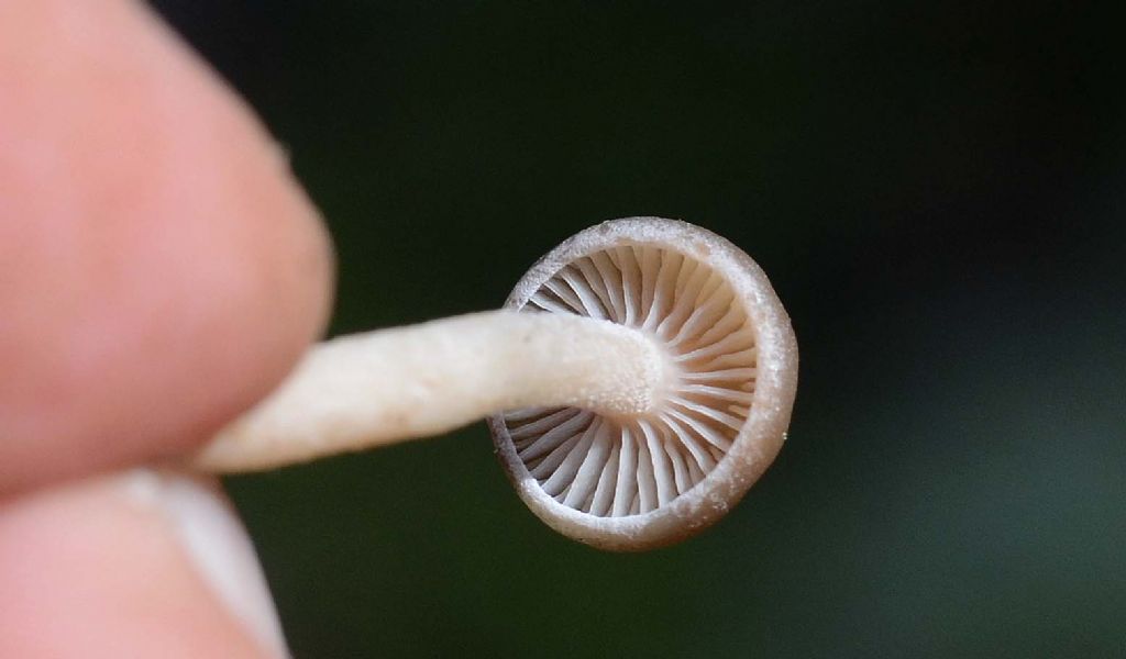 da determinare..anche il genere..2