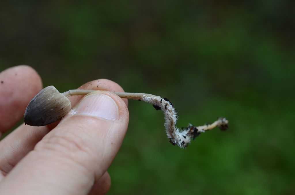 Da identificare sotto quercia spinosa mista a Pini di Aleppo