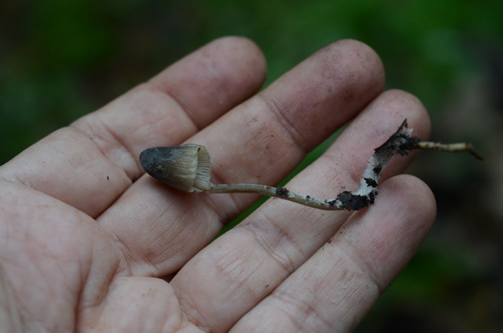 Da identificare sotto quercia spinosa mista a Pini di Aleppo