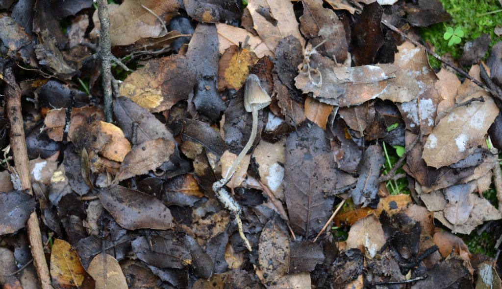 Da identificare sotto quercia spinosa mista a Pini di Aleppo