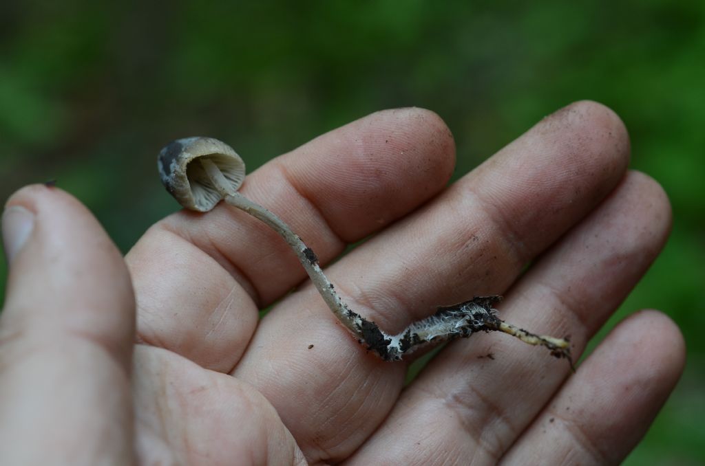 Da identificare sotto quercia spinosa mista a Pini di Aleppo