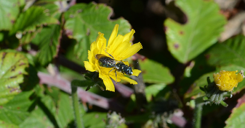 Apidae:  cfr. Ceratina sp.