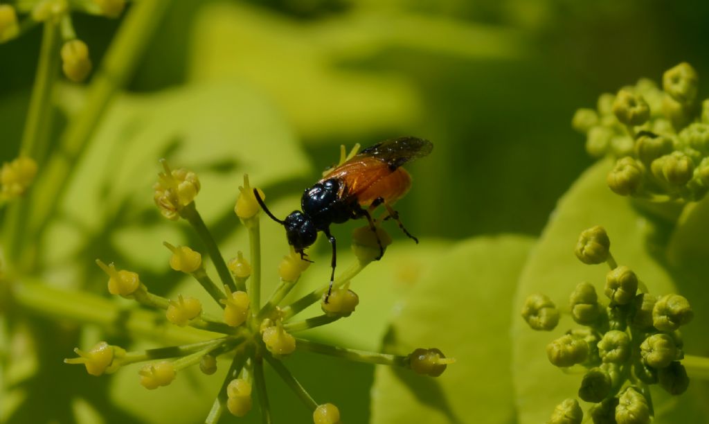 Argidae: Arge cyanocrocea