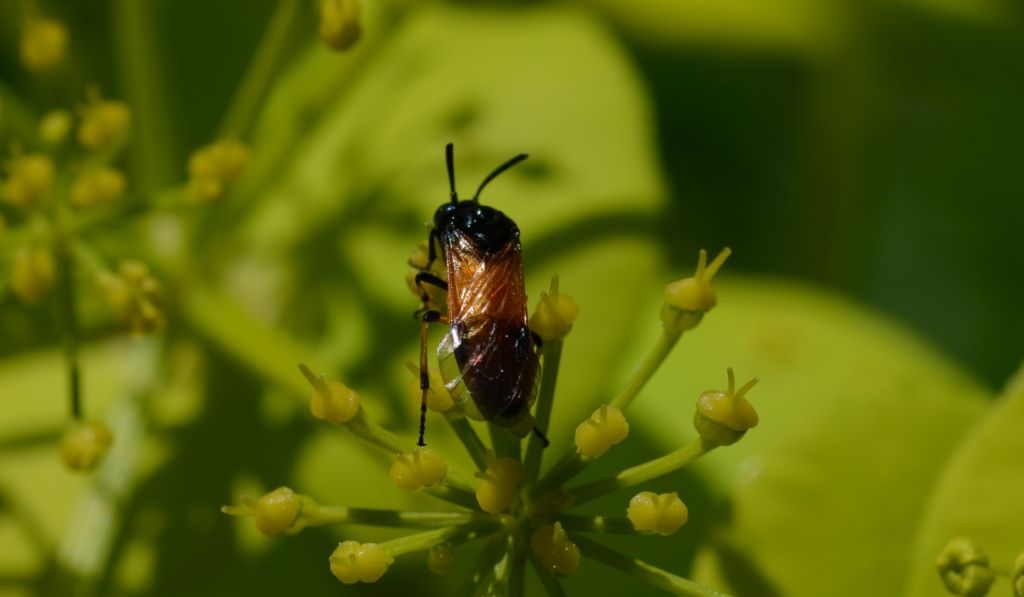 Argidae: Arge cyanocrocea