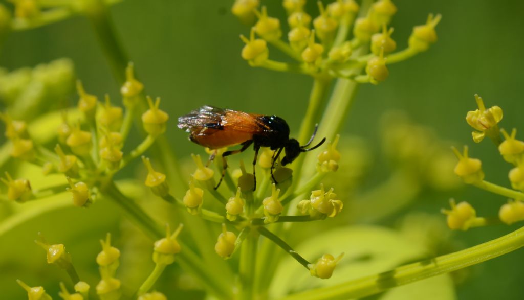 Argidae: Arge cyanocrocea