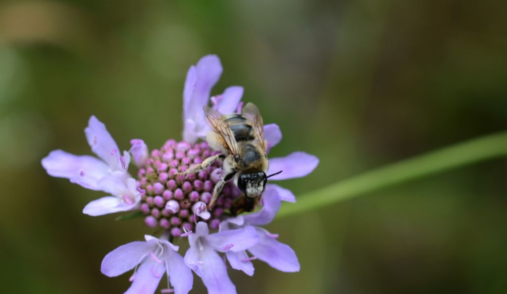 Hymenoptera: Amegilla? No, femmina di Eucera sp.