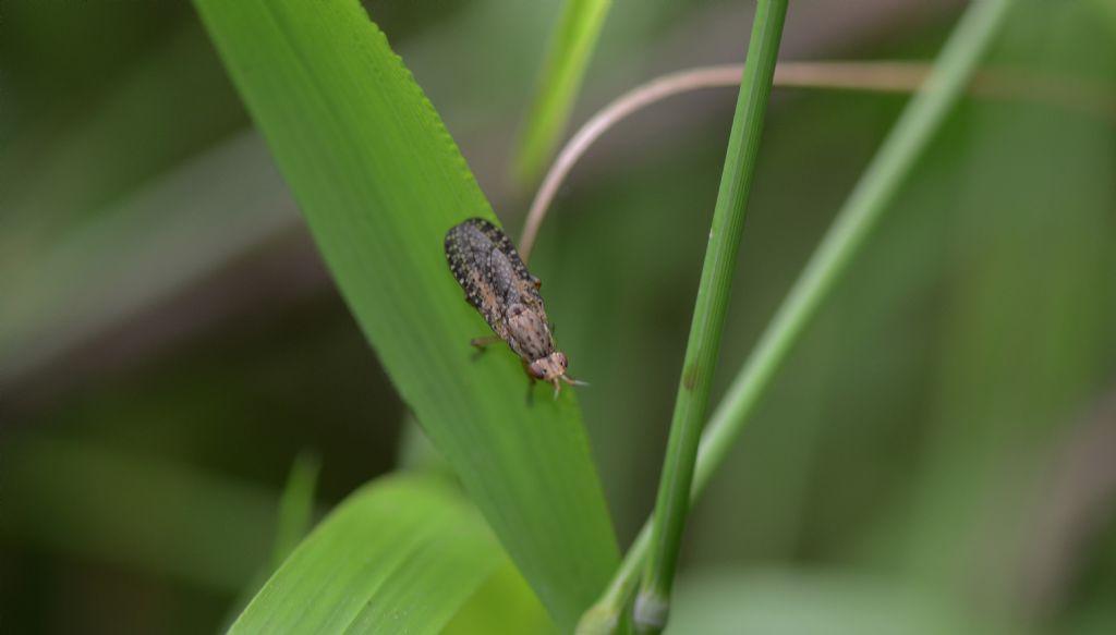 Sciomyzidae:  Euthycera sp.??