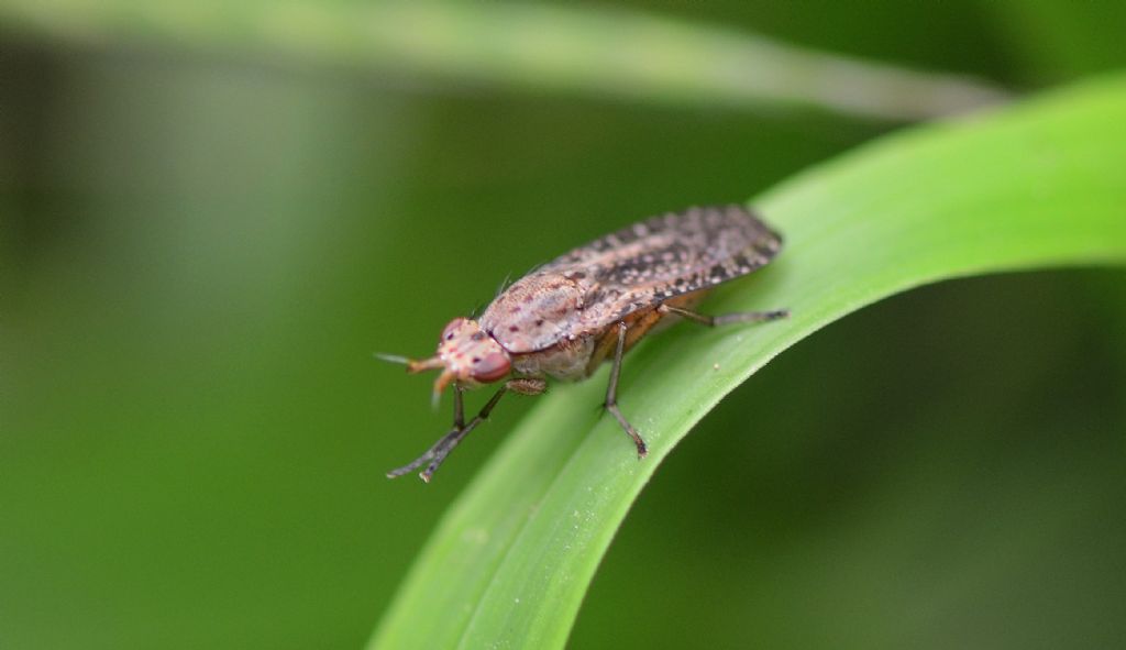 Sciomyzidae:  Euthycera sp.??