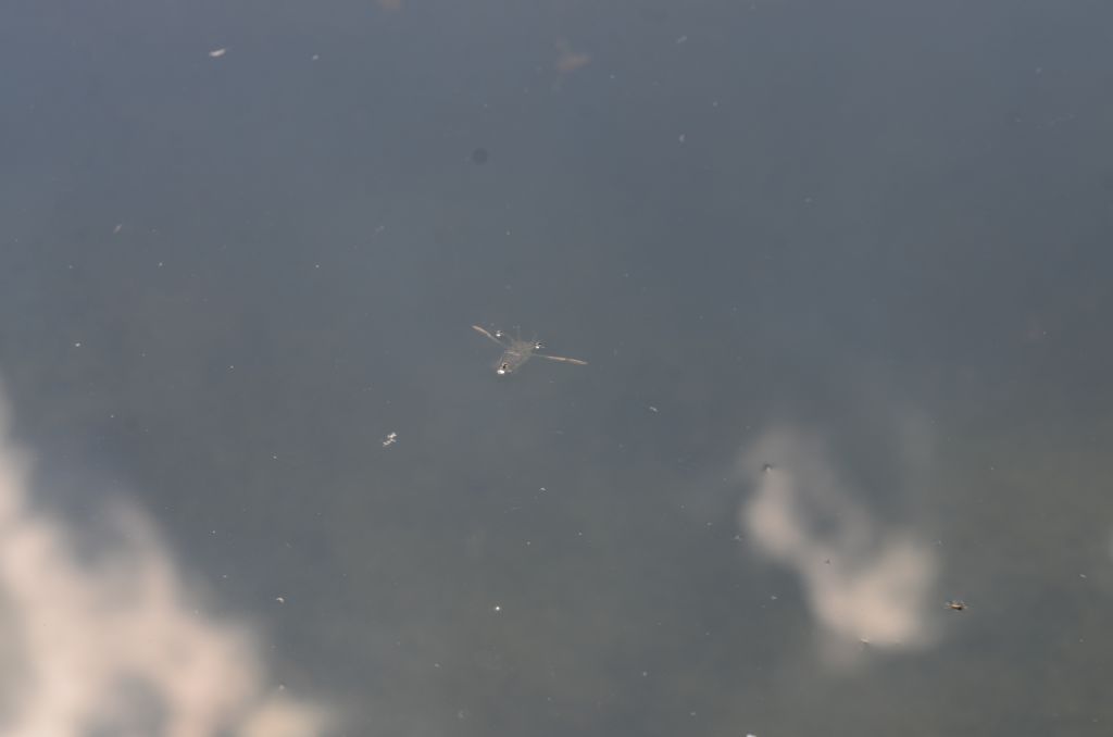 Trovato in un Fontanile: Notonecta sp. (Notonectidae)