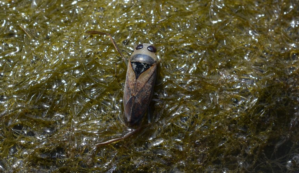 Trovato in un Fontanile: Notonecta sp. (Notonectidae)