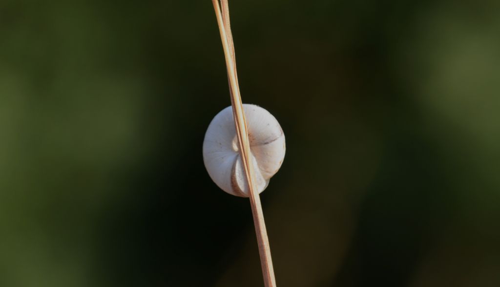 Trochoidea pyramidata ???