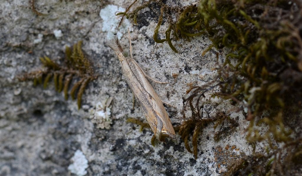 Crambidae: Agriphila....sp.
