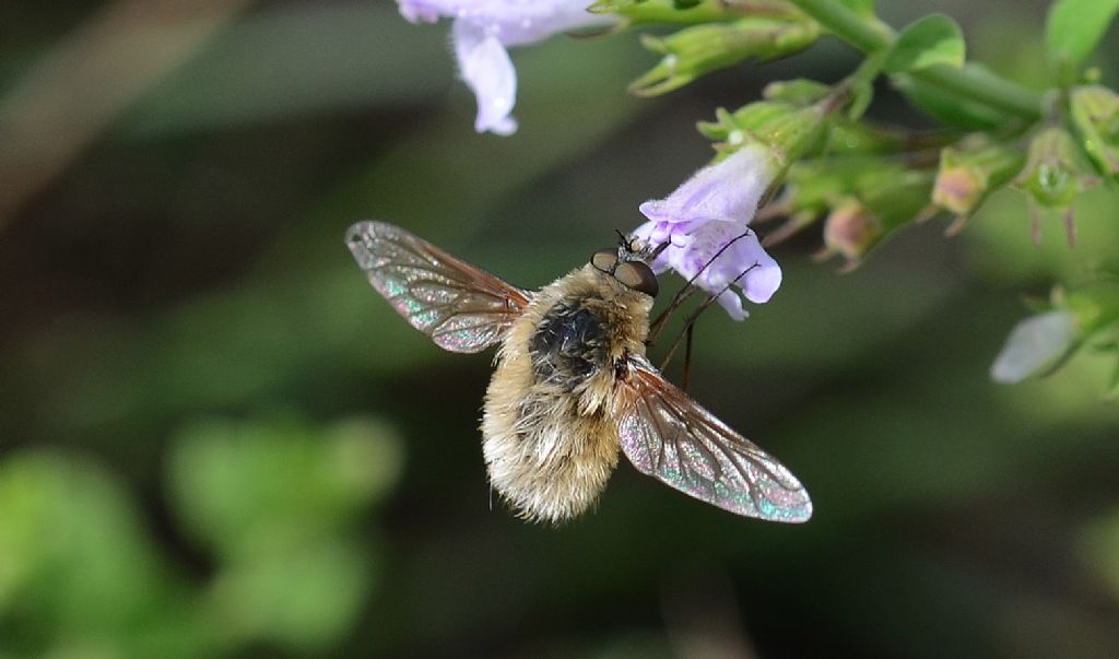 Bombyliidae:  Systoechus sp. ?    S !