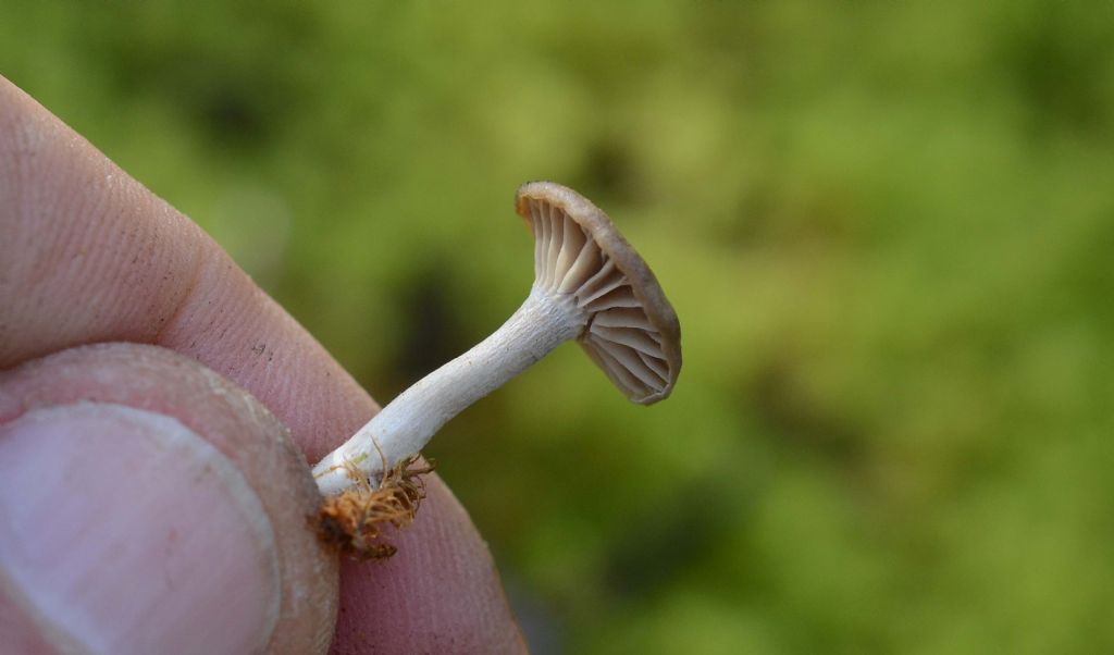Pseudoclitocybe???