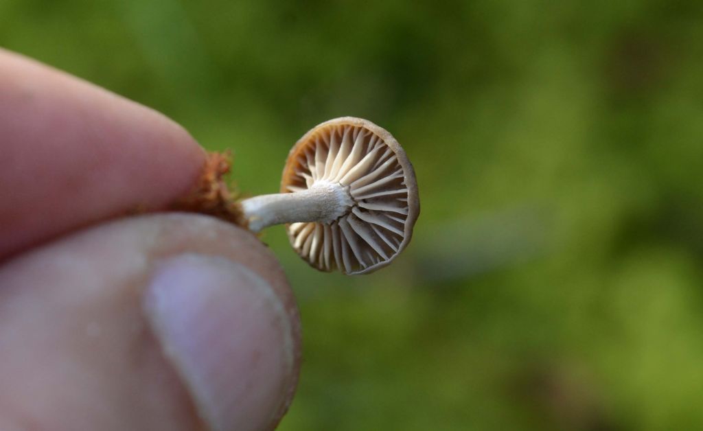 Pseudoclitocybe???