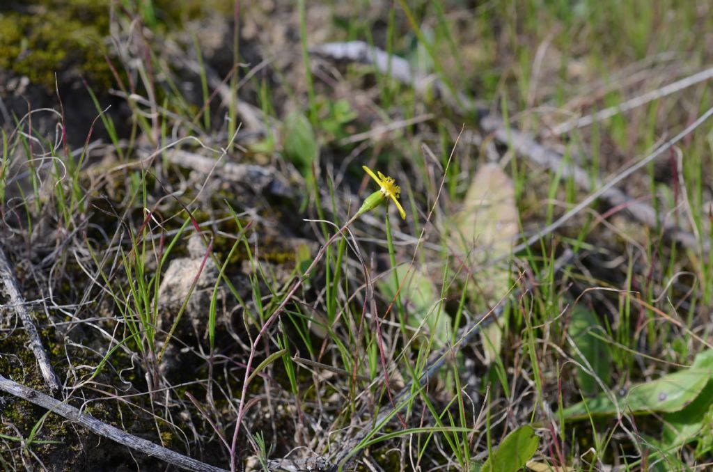 Senecio glaucus subsp. hyblaeus / Senecione dei Monti Iblei