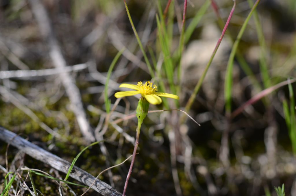 Senecio glaucus subsp. hyblaeus / Senecione dei Monti Iblei