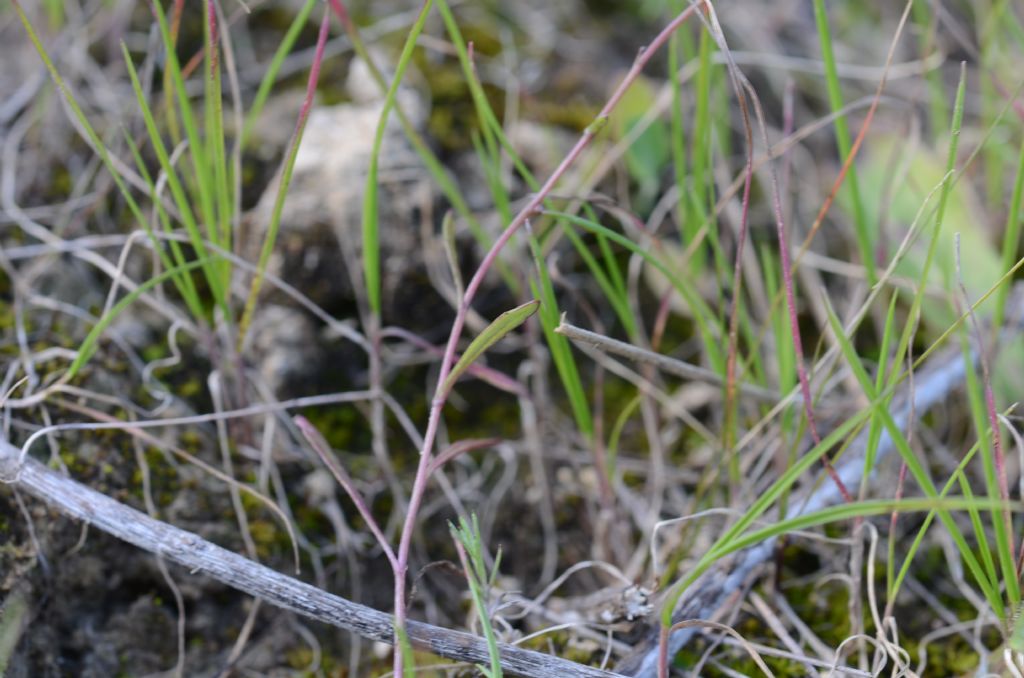 Senecio glaucus subsp. hyblaeus / Senecione dei Monti Iblei