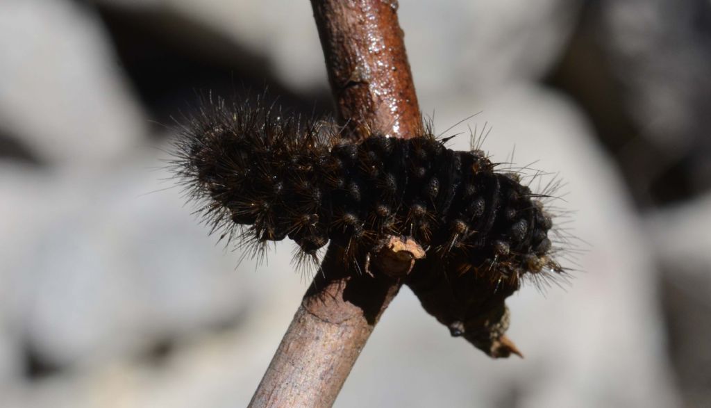 larva di Melitaea cinxia....?  No,...larva non identificabile