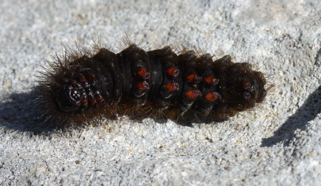 larva di Melitaea cinxia....?  No,...larva non identificabile