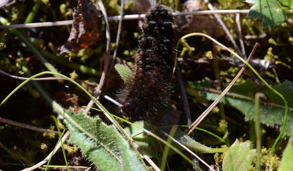 larva di Melitaea cinxia....?  No,...larva non identificabile